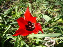 Image of Tulipa agenensis Redouté