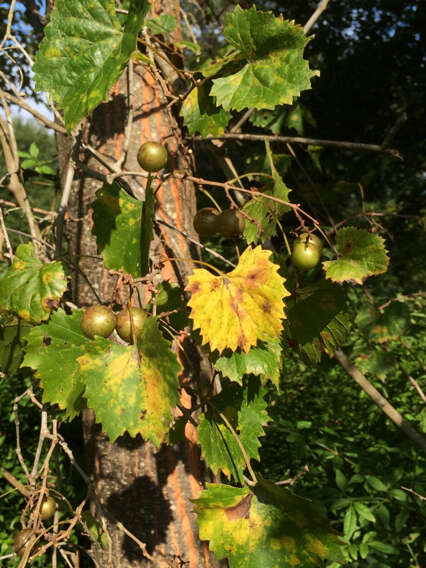 Imagem de Vitis rotundifolia Michx.