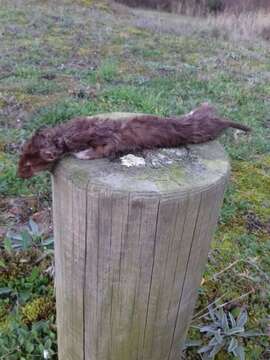 Image of least weasel