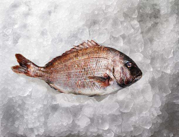 Image of Genuine Porgy