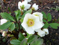 Image of black hellebore