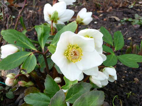 Image of black hellebore