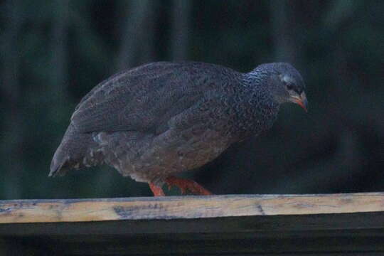 Image of Hildebrandt's Francolin