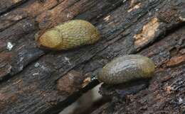 Image of Hedgehog arion