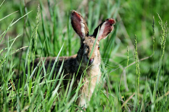 Lepus coreanus Thomas 1892 resmi