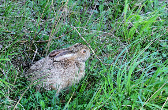 Lepus coreanus Thomas 1892 resmi