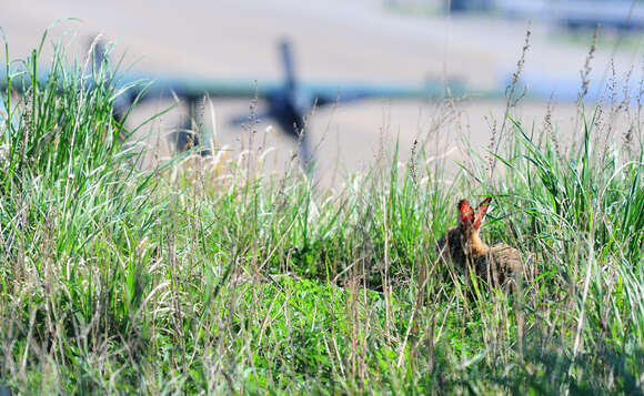 Image of Korean Hare