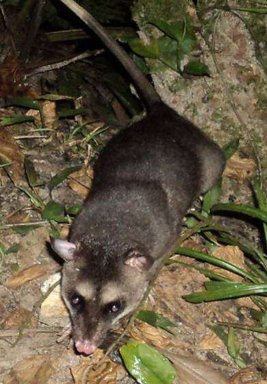 Image of Gray and black four-eyed opossum