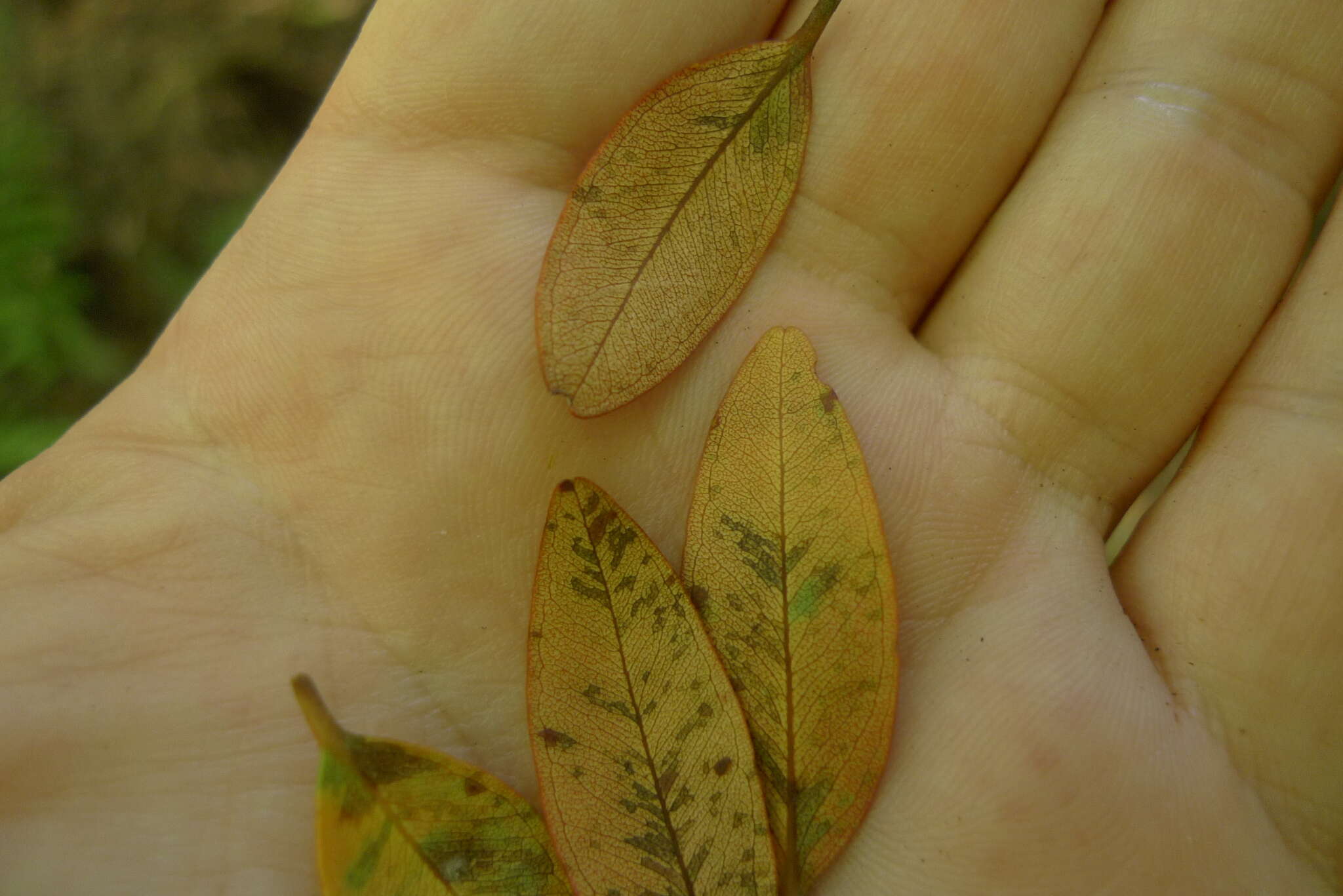 Image of northern rata