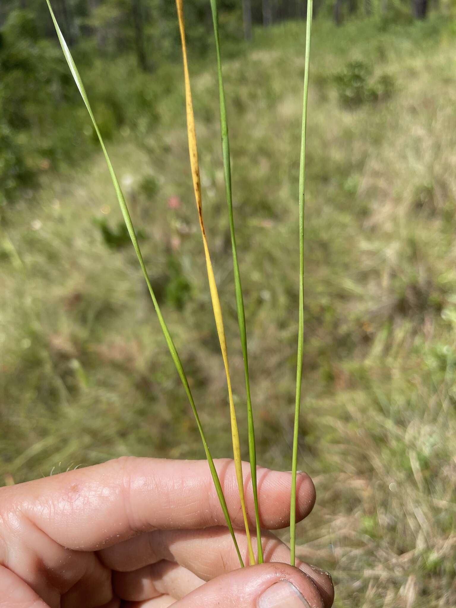 Слика од Xyris chapmanii E. L. Bridges & Orzell