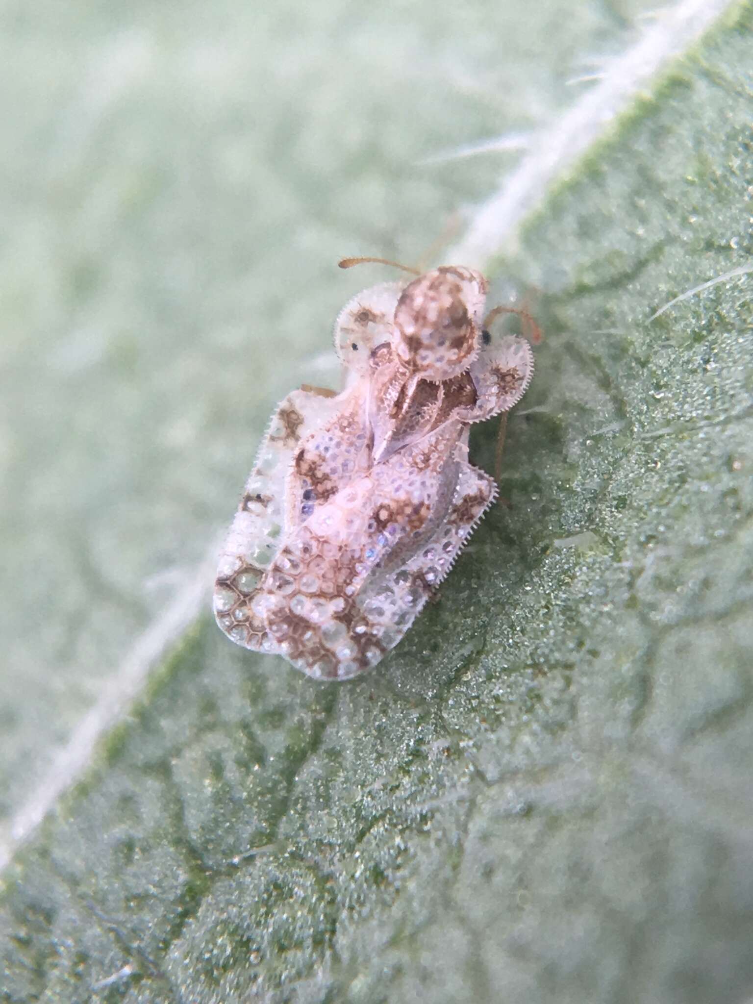 Image of Morrill lace bug