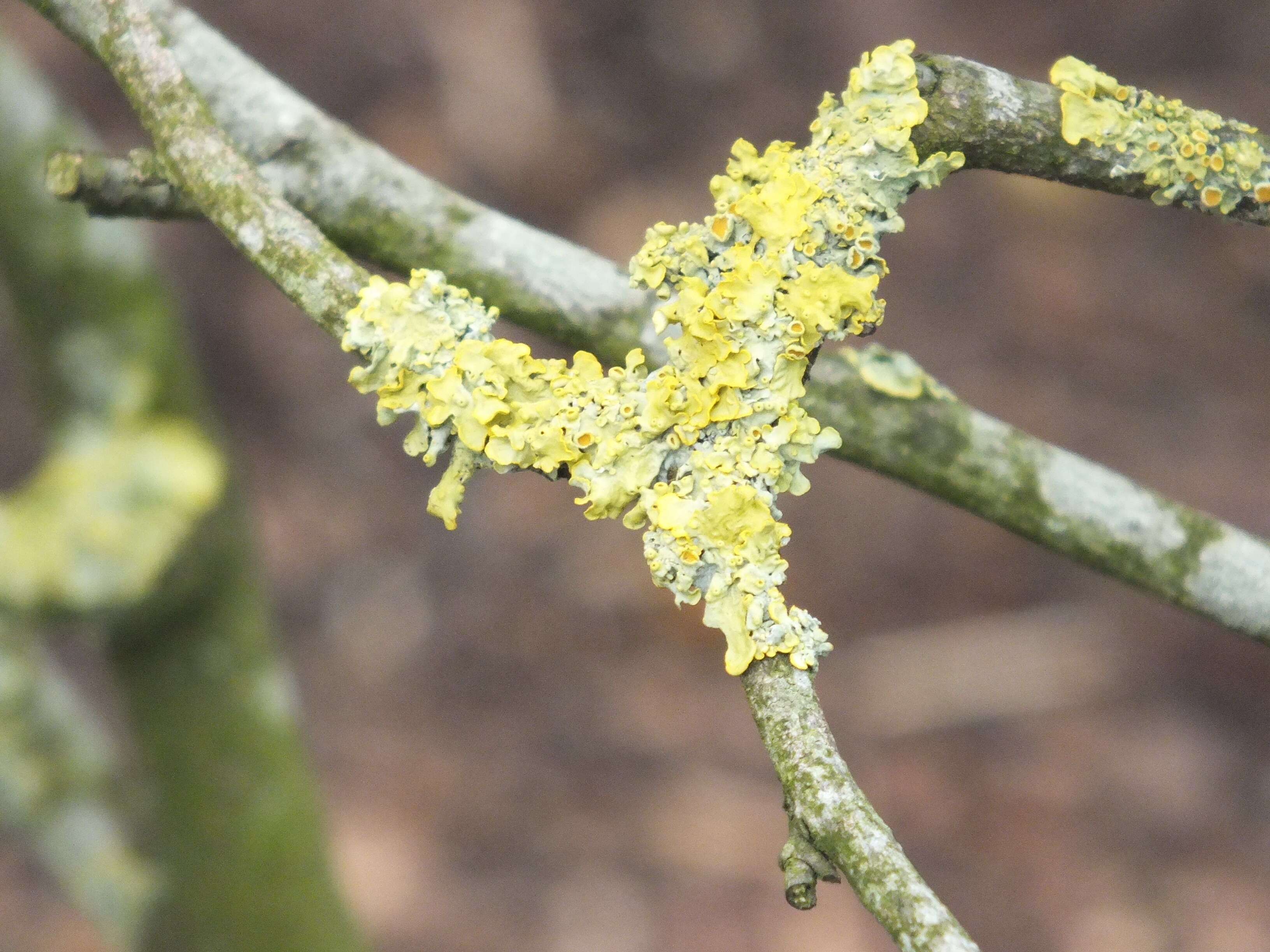 Image of Buttercup winter-hazel