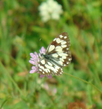 Imagem de Melanargia galathea Linnaeus 1758