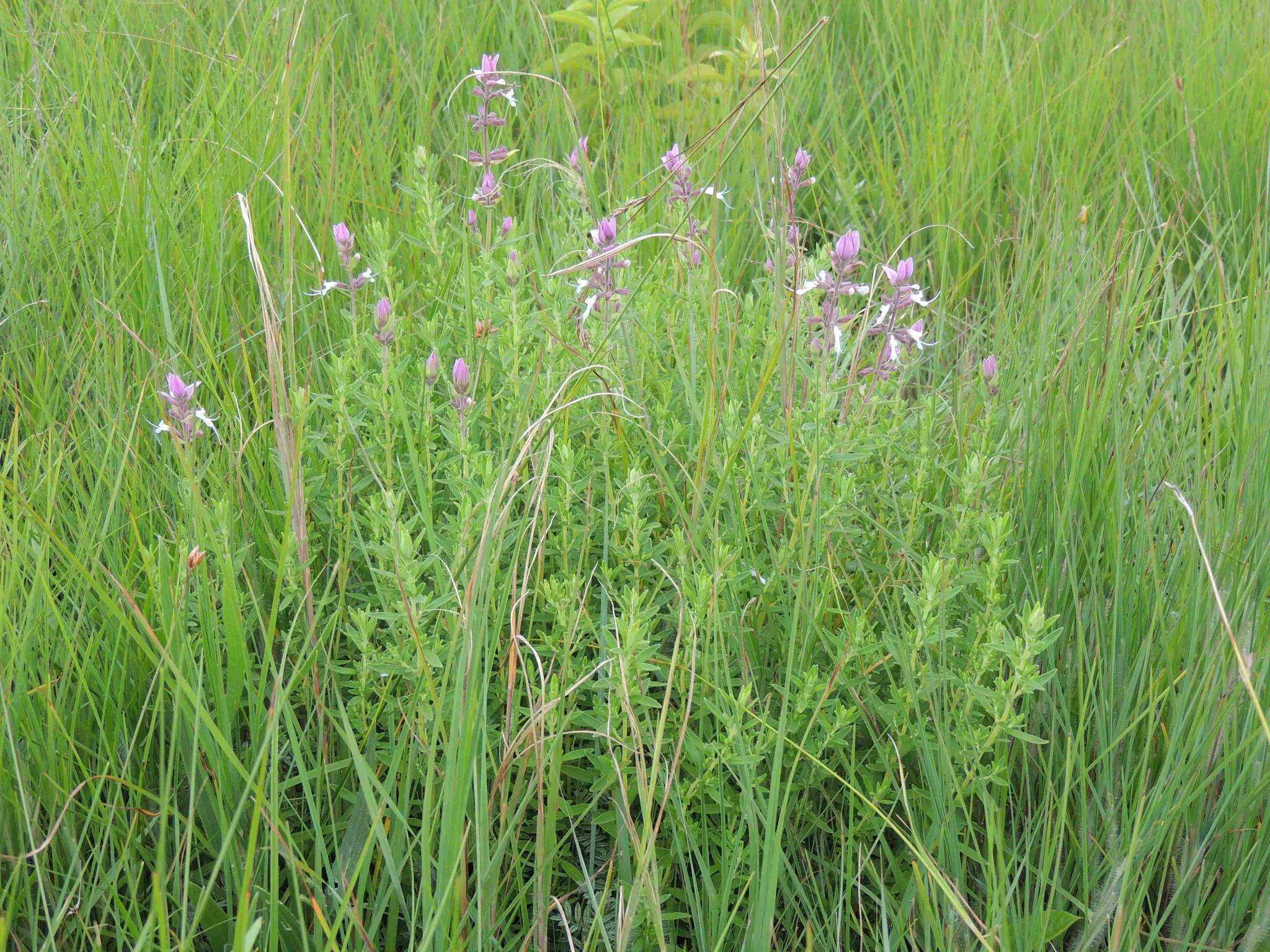 Image of Syncolostemon stenophyllus (Gürke) D. F. Otieno