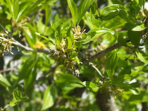 Image of Cornelian cherry dogwood