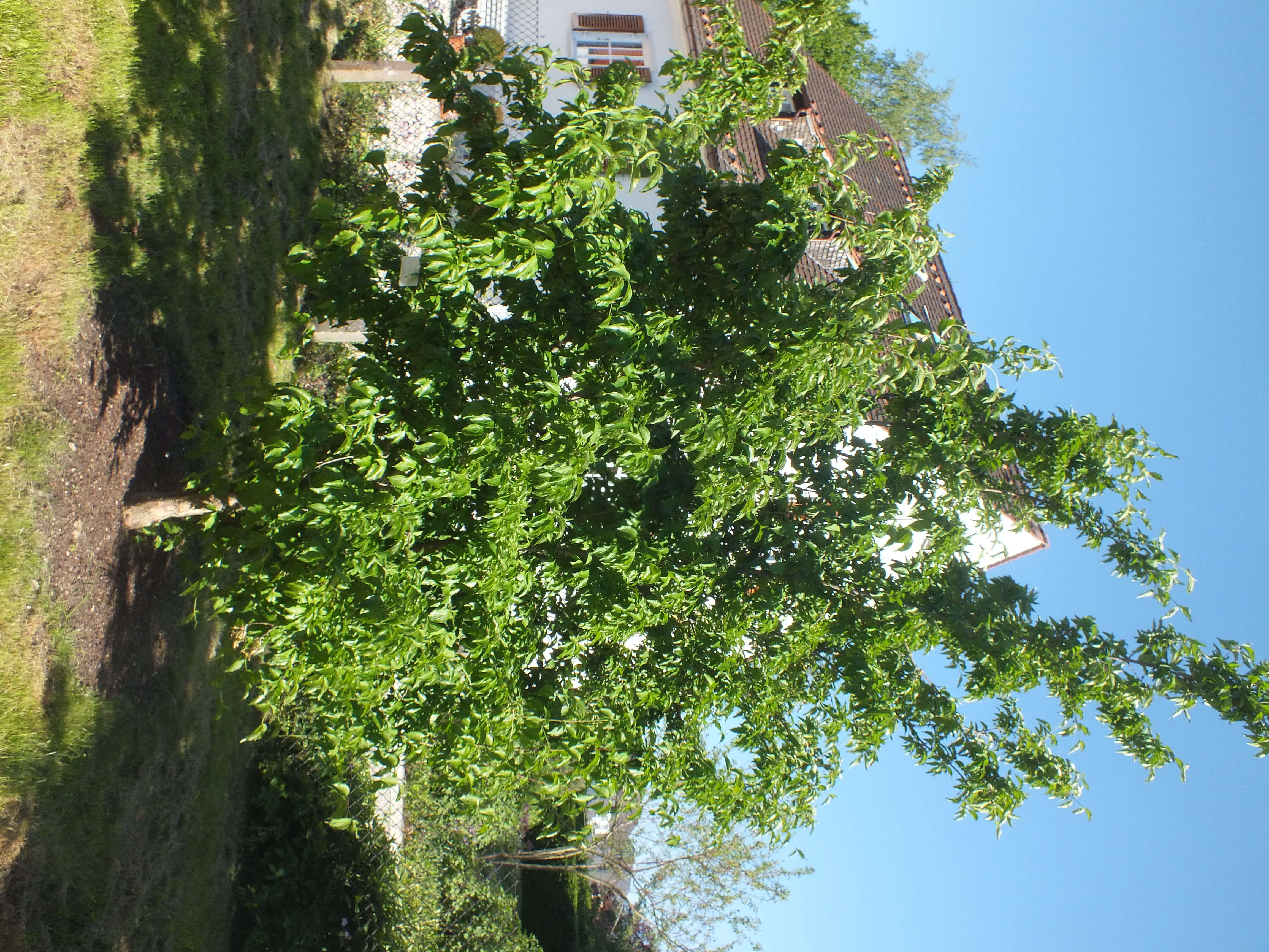 Image of Cornelian cherry dogwood