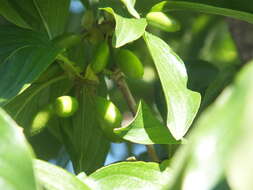 Image of Cornelian cherry dogwood