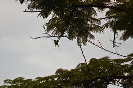 Image of Böhm's Bee-eater