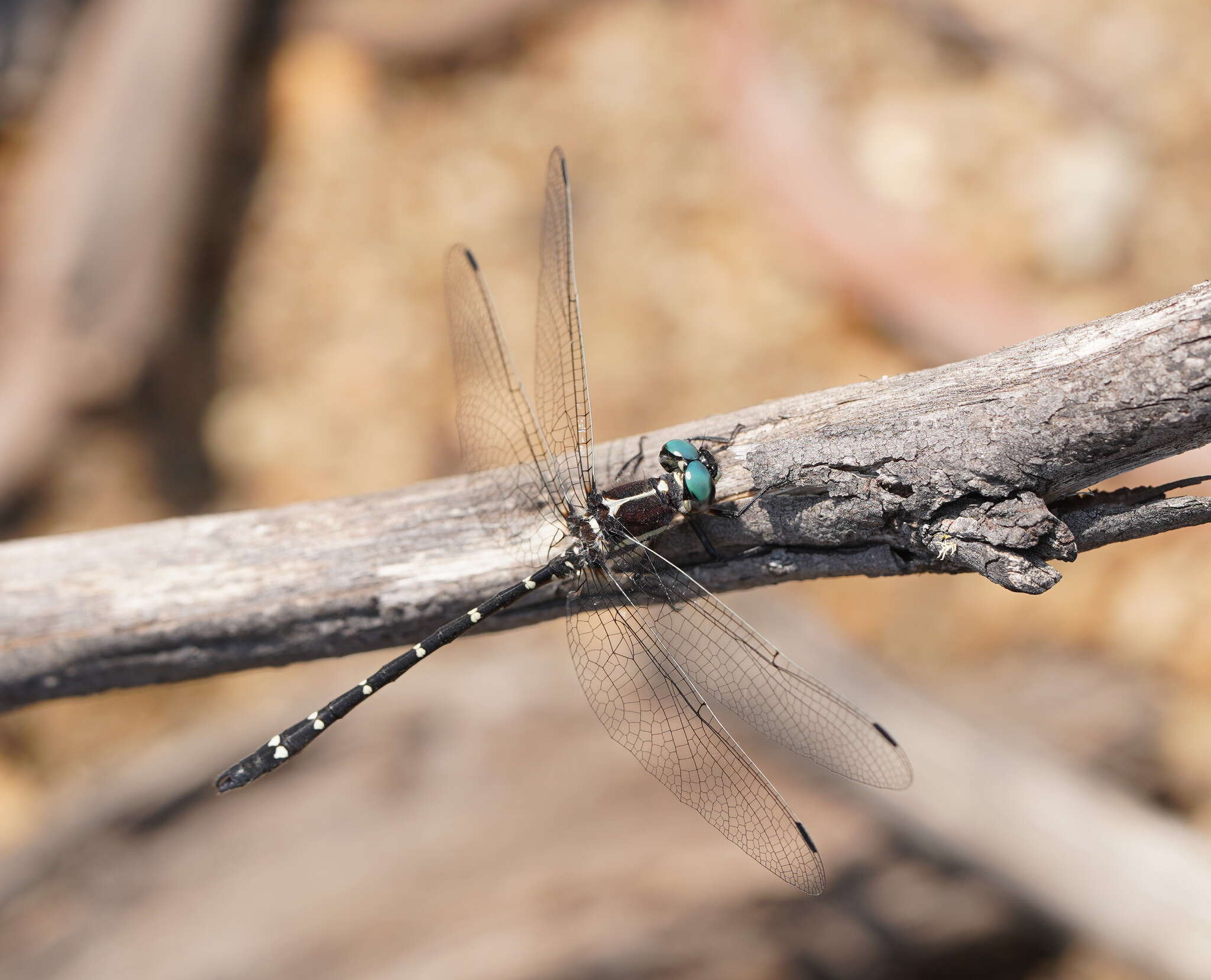 Image of Mountain Tigertail