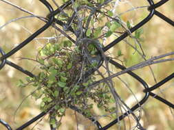 Image of maidenhair vine