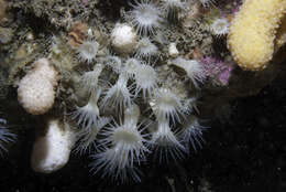 Image of white cluster anemone