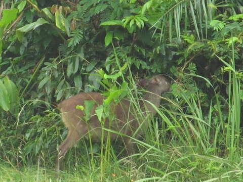 Image of Sitatunga