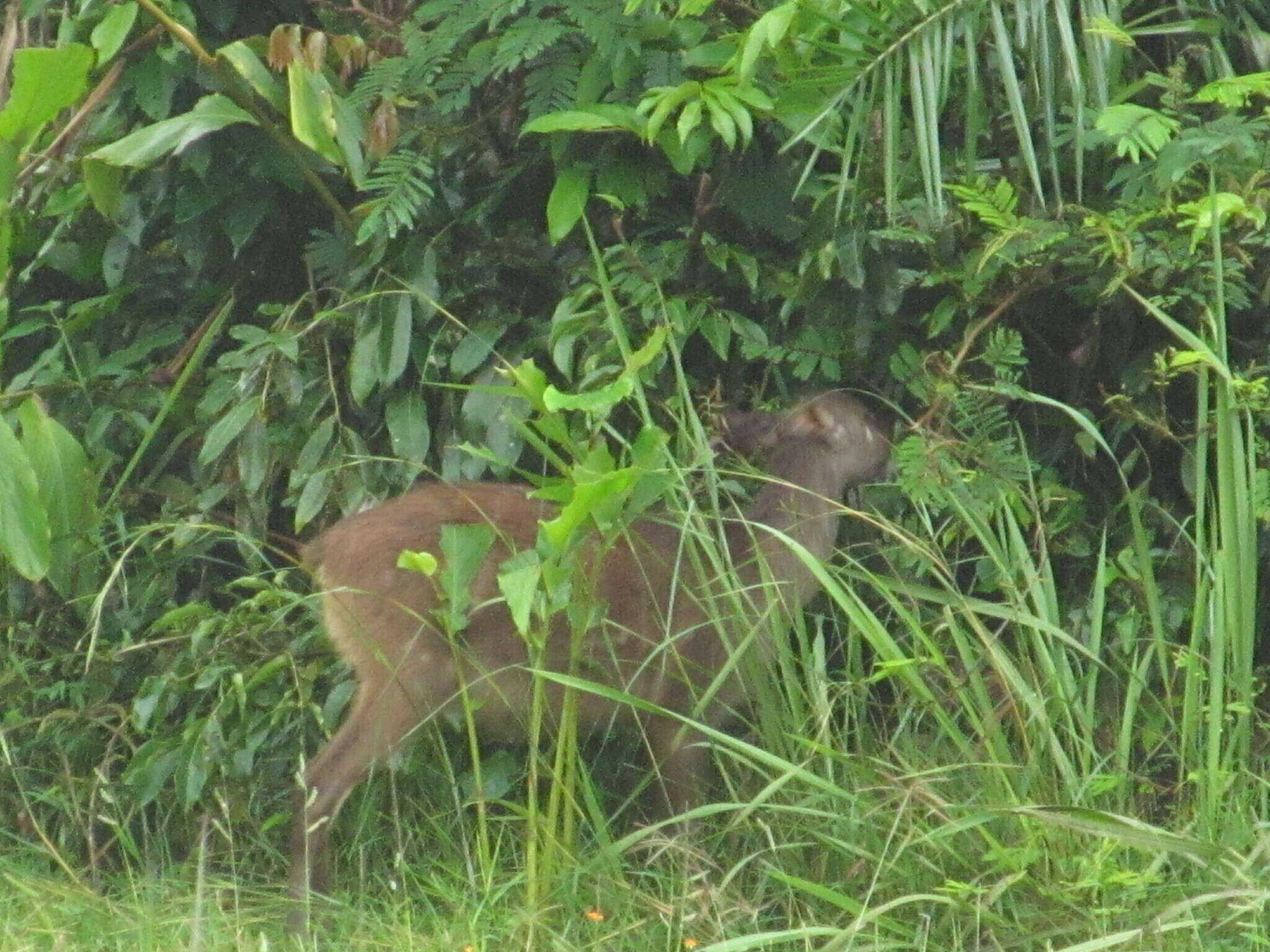 Image of Sitatunga