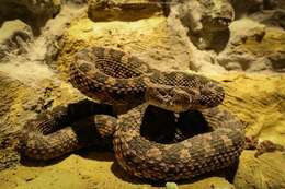 Imagem de Bothrops pictus (Tschudi 1845)