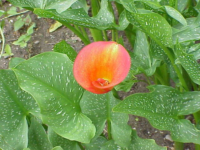 Image of spotted calla lily