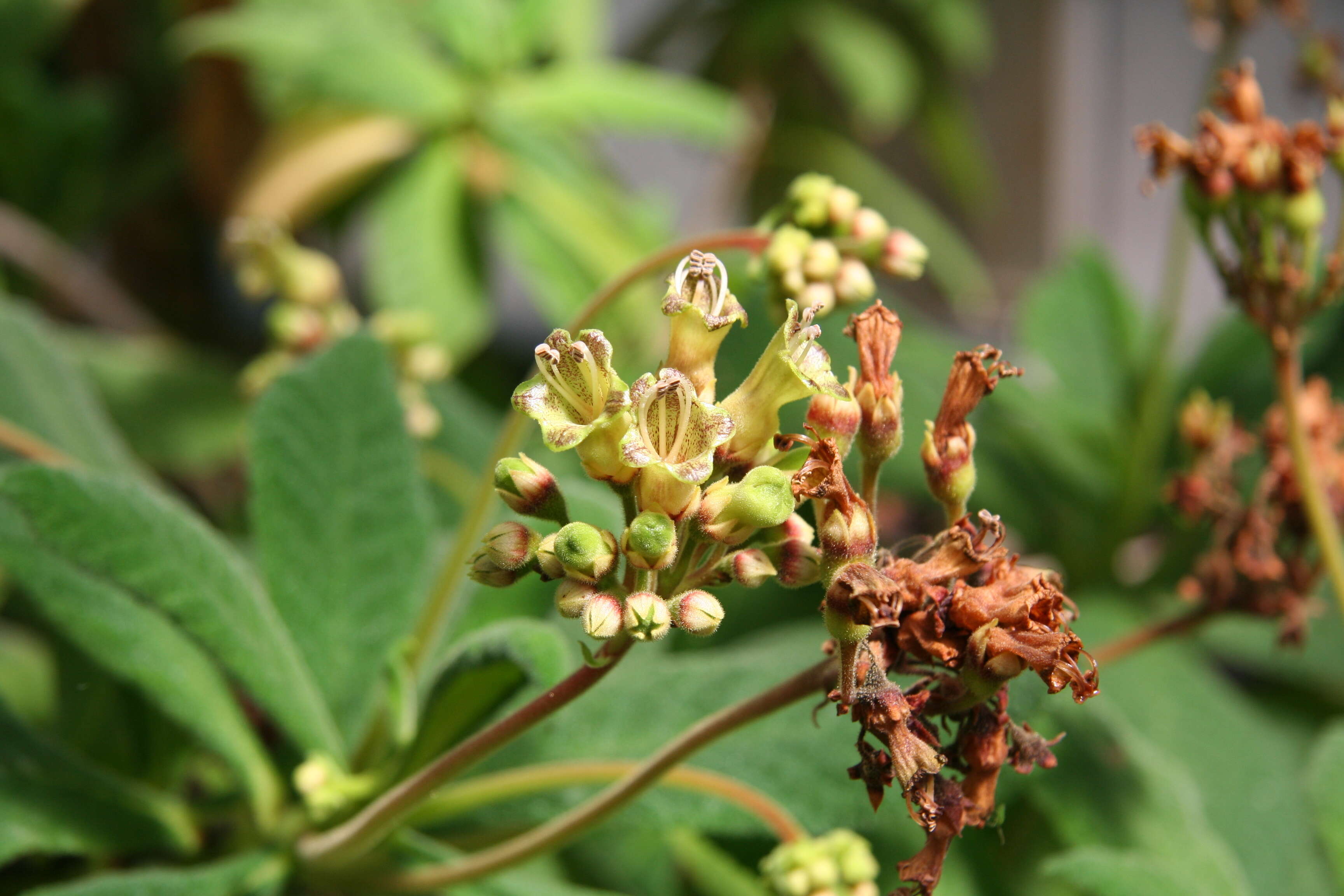 Imagem de Rhytidophyllum exsertum Griseb.