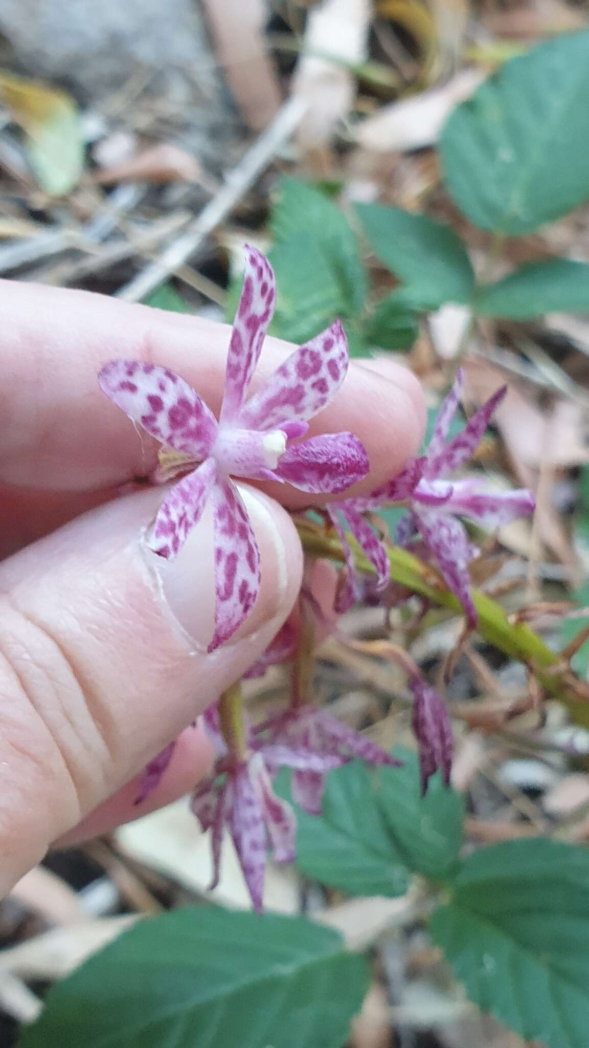 Imagem de Dipodium campanulatum D. L. Jones