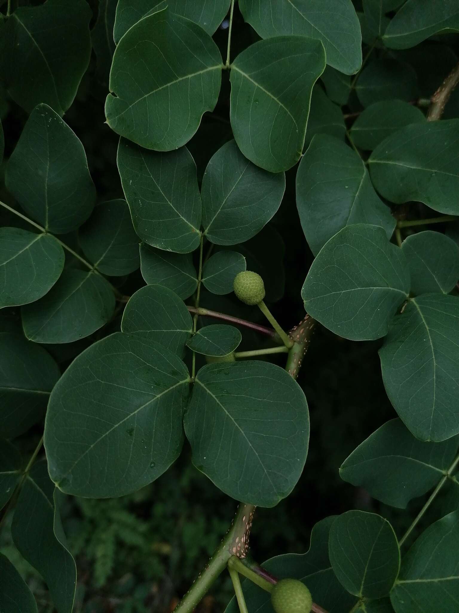 Plancia ëd Leucaena macrophylla Benth.