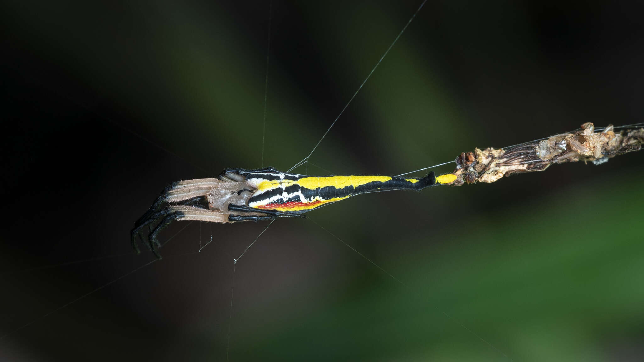 Image of Arachnura simoni Berland 1924