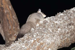 Image of Squirrel Glider