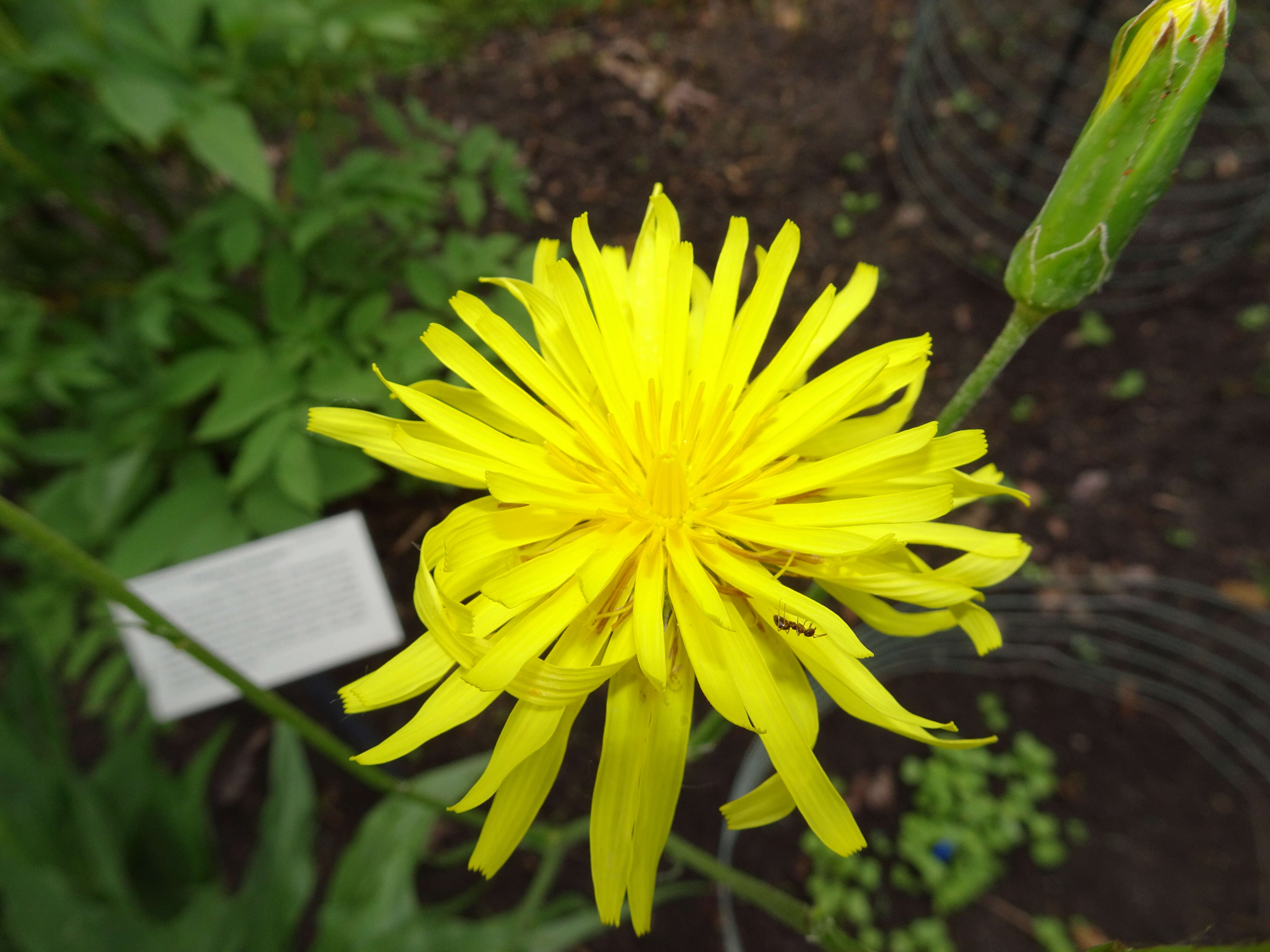 Image of black salsify