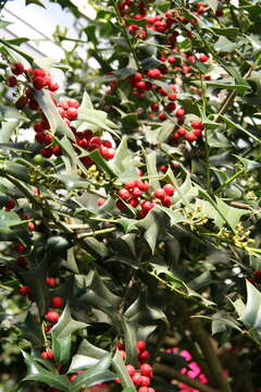 Imagem de Ilex cornuta Lindl. & Paxton