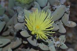 Image of Astridia citrina (L. Bol.) L. Bol.