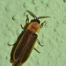Image of Pleotomus cerinus Zaragoza 2002