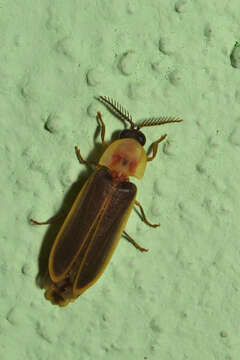 Sivun Pleotomus cerinus Zaragoza 2002 kuva