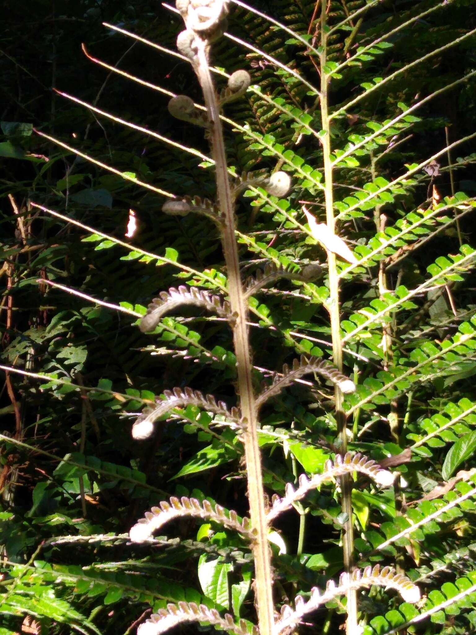 Image of Didymochlaenaceae