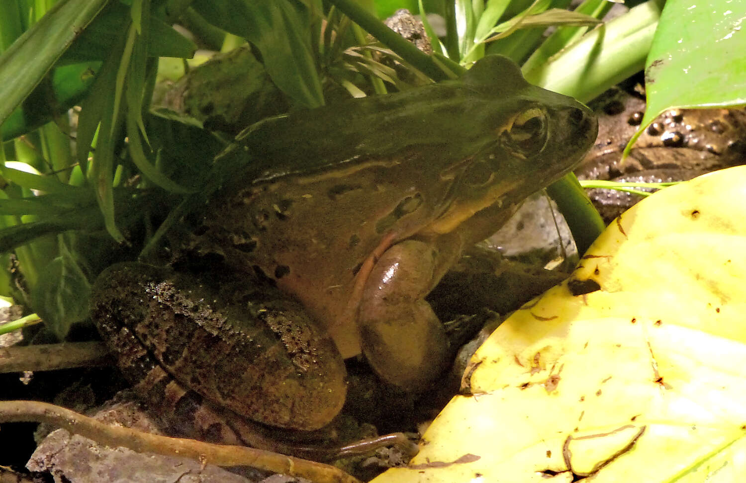 Sivun Leptodactylus fallax Müller 1926 kuva