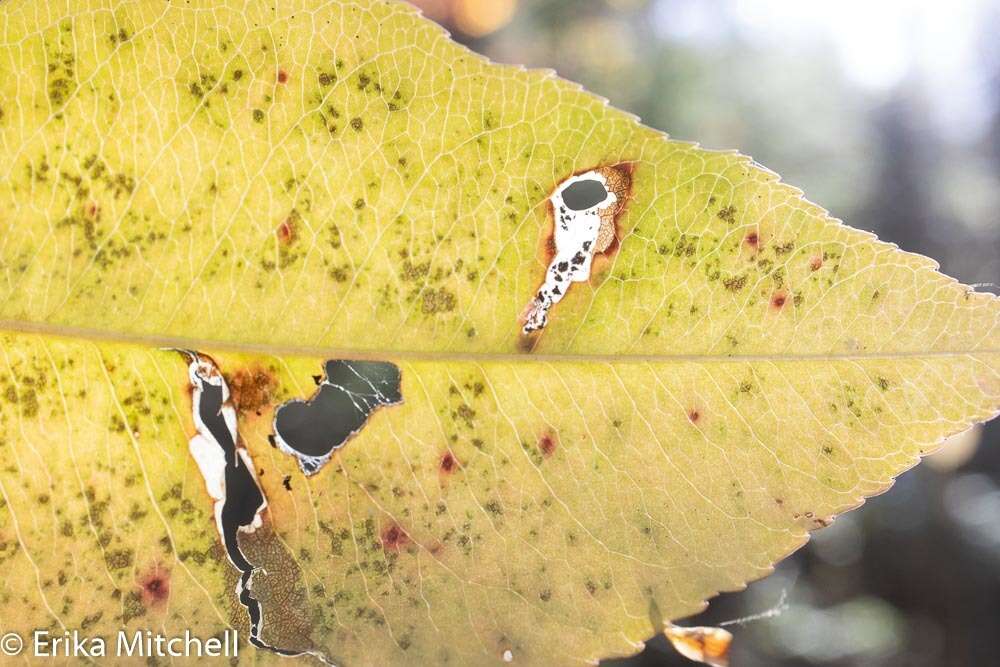 Image de Coptodisca splendoriferella Clemens 1860