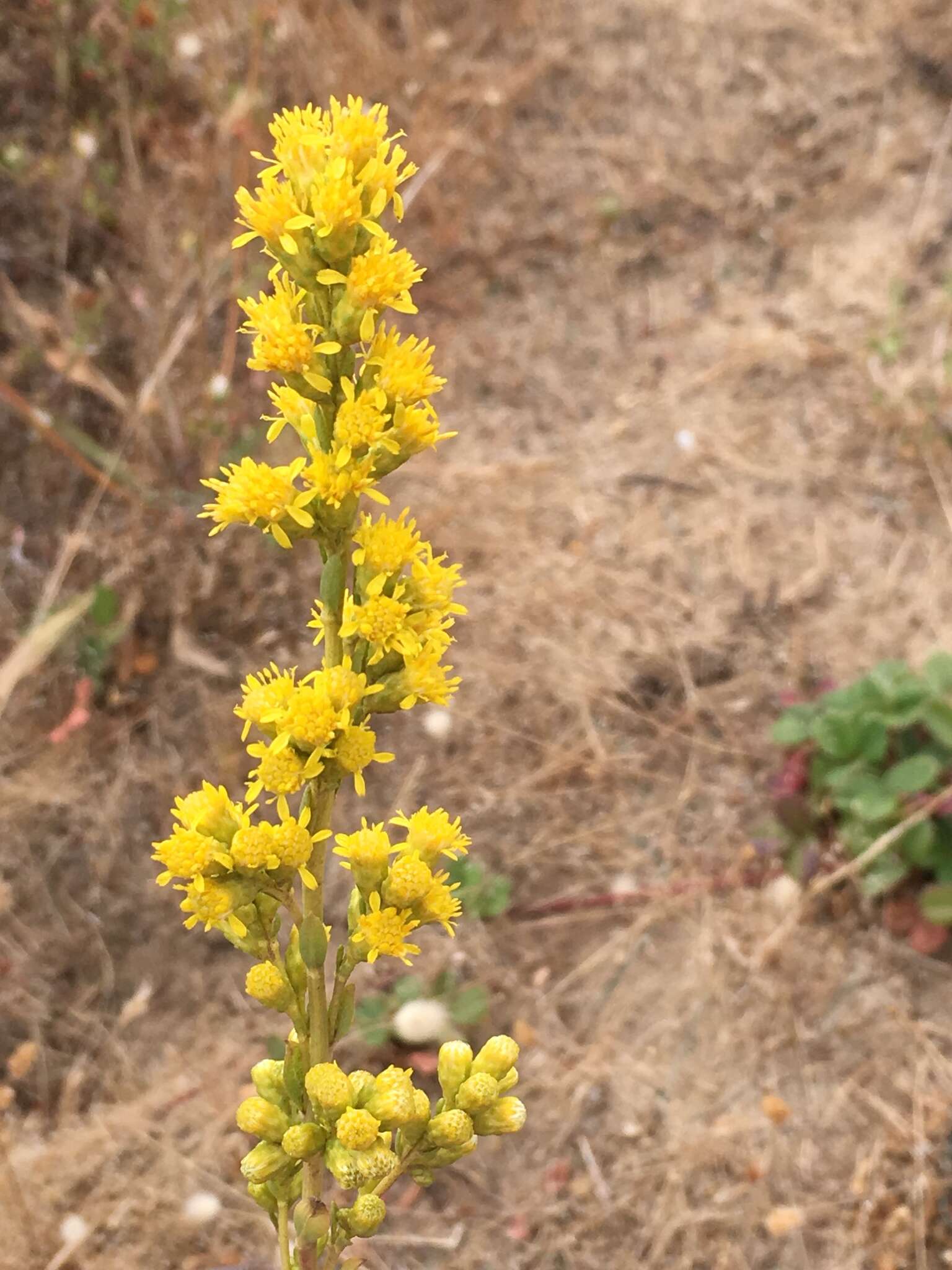 صورة Solidago spathulata DC.