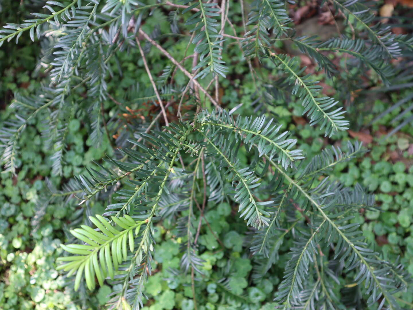 Image of Taxus mairei (Lemée & Lév.) S. Y. Hu ex T. S. Liu