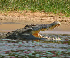 Image of Nile crocodile