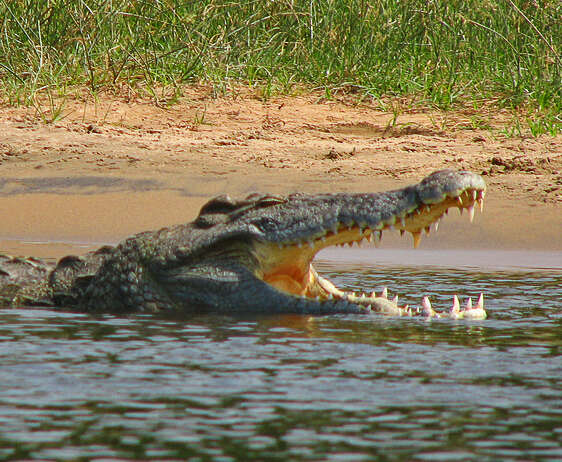 Image of Nile crocodile