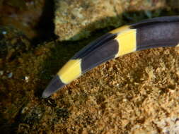 Image of Convict snake eel