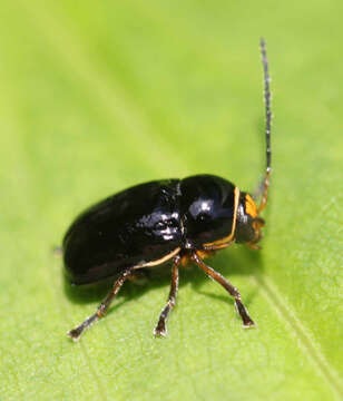 Image of Cryptocephalus flavipes