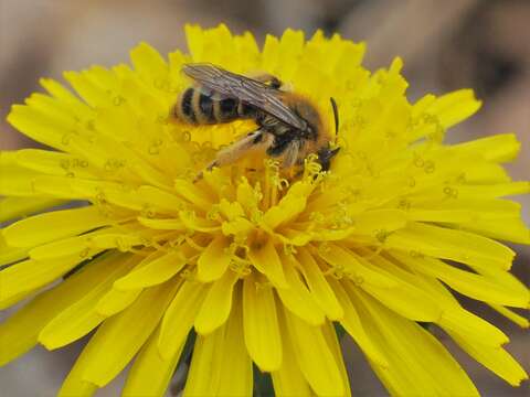 Image of Andrena gardineri Cockerell 1906