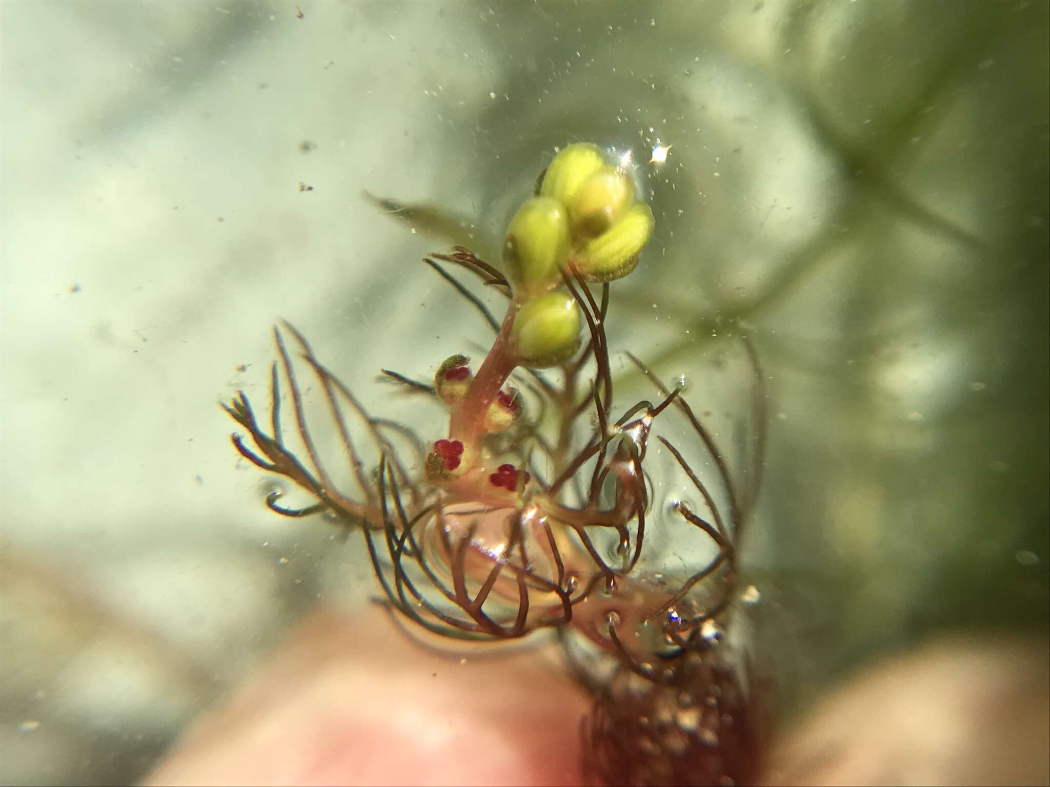 Image of Alternate Water-milfoil